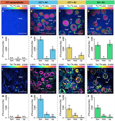 Corrigendum: Using Aiptasia as a Model to Study Metabolic Interactions in Cnidarian-Symbiodinium Symbioses